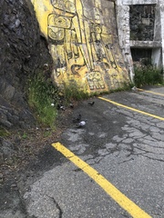 Columba livia domestica