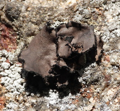 Umbilicaria polyrrhiza