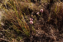 Amphithalea ericifolia ericifolia
