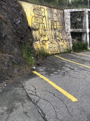 Columba livia domestica