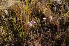 Amphithalea ericifolia ericifolia