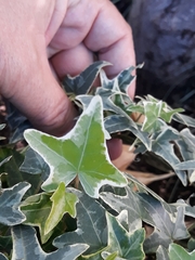 Hedera helix