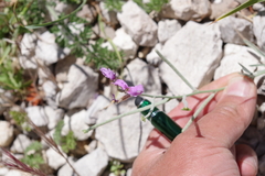 Matthiola fruticulosa