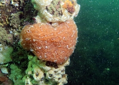 Aplidium nordmanni
