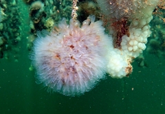 Clavelina oblonga
