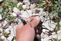 Matthiola fruticulosa