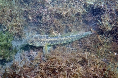 Gobius ophiocephalus