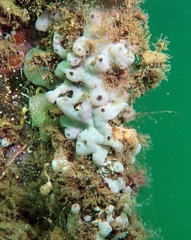 Lissoclinum perforatum