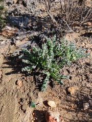 Othonna auriculifolia