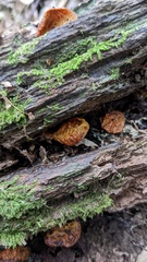 Favolaschia gelatina