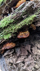 Favolaschia gelatina