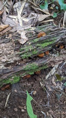Favolaschia gelatina