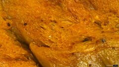 Favolaschia gelatina