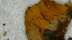 Favolaschia gelatina