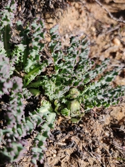Othonna auriculifolia