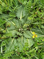 Saussurea katochaete