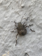 Halyomorpha halys