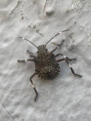 Halyomorpha halys
