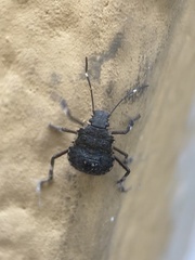 Halyomorpha halys