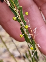 Acacia flexifolia
