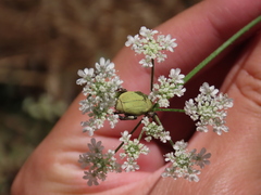 Hoplia chlorophana