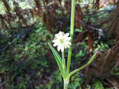 Silene nepalensis