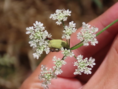 Hoplia chlorophana
