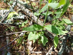 Silene nepalensis
