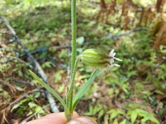 Silene nepalensis