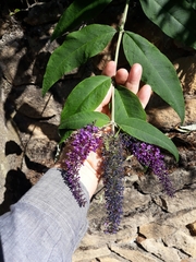 Buddleja davidii