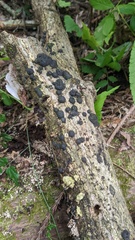 Annulohypoxylon truncatum