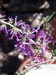Buddleja davidii