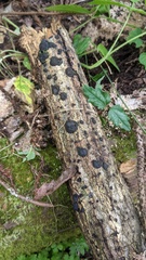 Annulohypoxylon truncatum