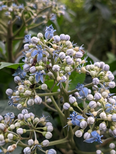 Hydrangea febrifuga iNat (3)