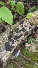 Annulohypoxylon truncatum