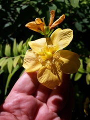 Hypericum × hidcoteense