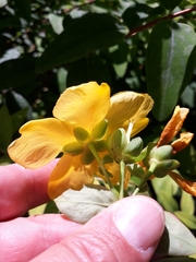 Hypericum × hidcoteense