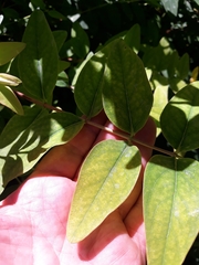 Hypericum × hidcoteense