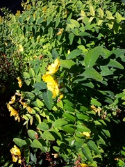 Hypericum × hidcoteense