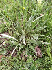 Saussurea subulisquama