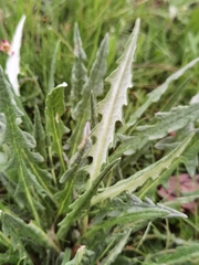 Saussurea subulisquama