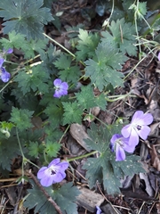 Geranium sylvaticum