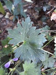 Geranium sylvaticum