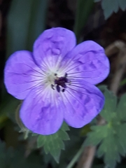 Geranium sylvaticum