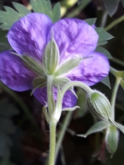 Geranium sylvaticum