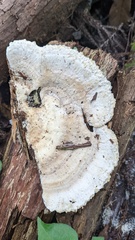 Trametes orientalis