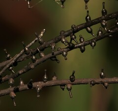 Thamnomyces chordalis