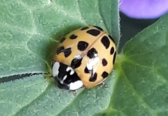 Harmonia axyridis