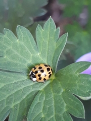 Harmonia axyridis