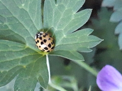 Harmonia axyridis